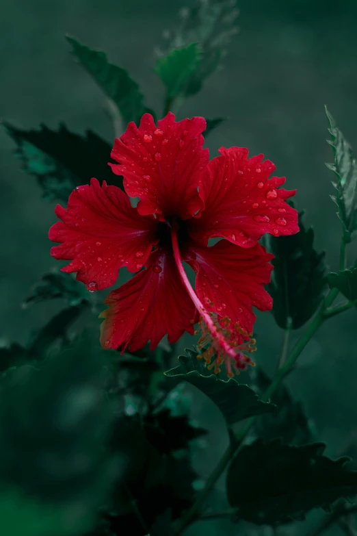 a large red flower sitting next to a green background