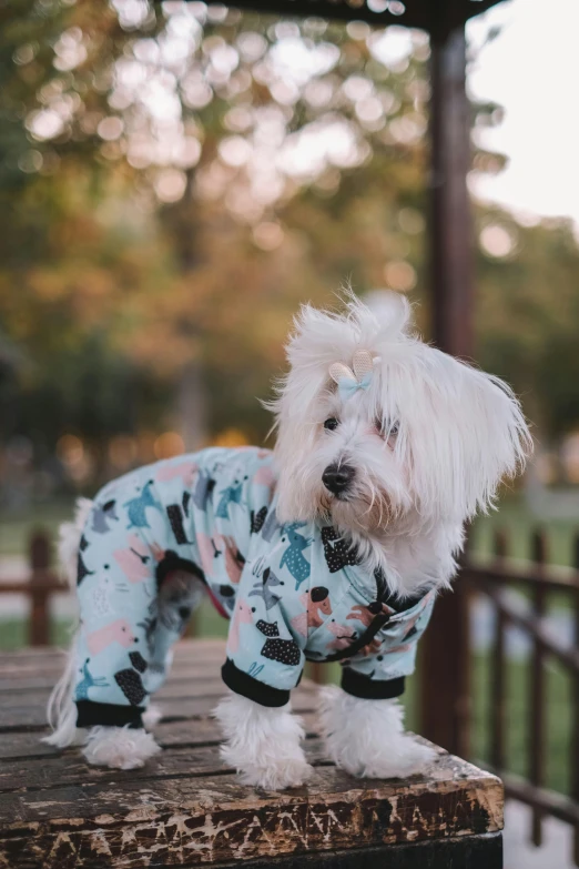 a white dog wearing blue pajamas standing on a wooden table