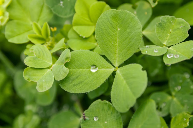 some leaves are sitting together with water droplets