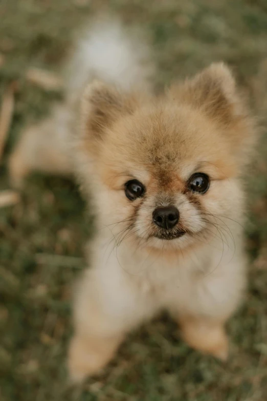 a puppy with a tiny face looking up