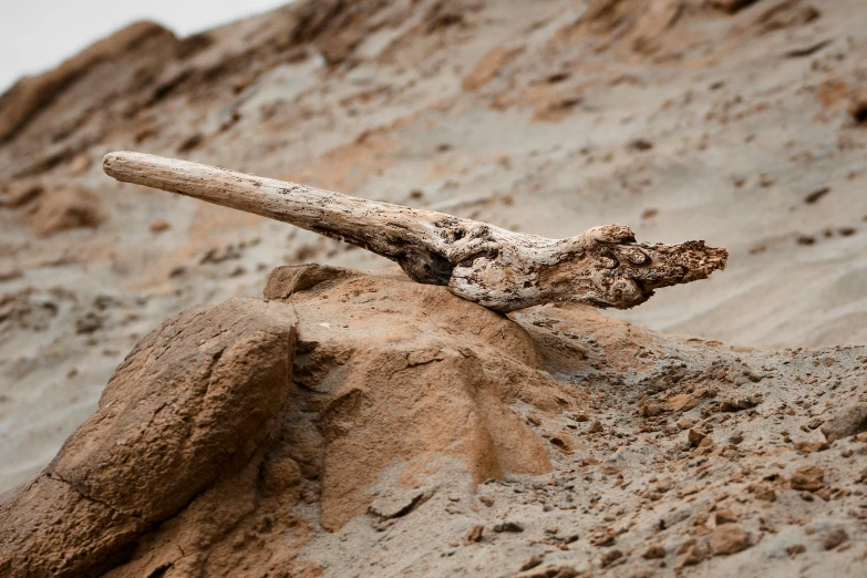 the driftwood that is on a cliff side