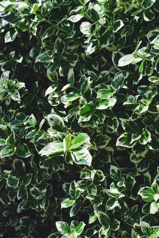 some green plants with white leaves in the sun