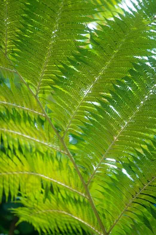 the green leaves of a fern plant in sunlight