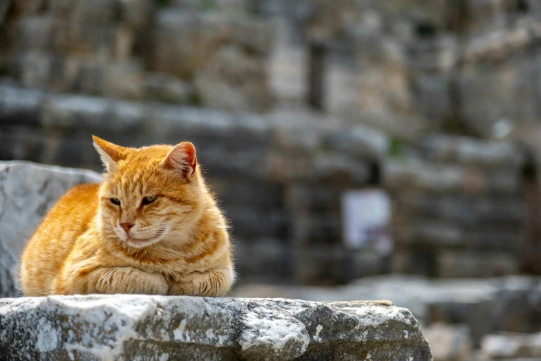 an orange and white cat sitting on top of a stone surface