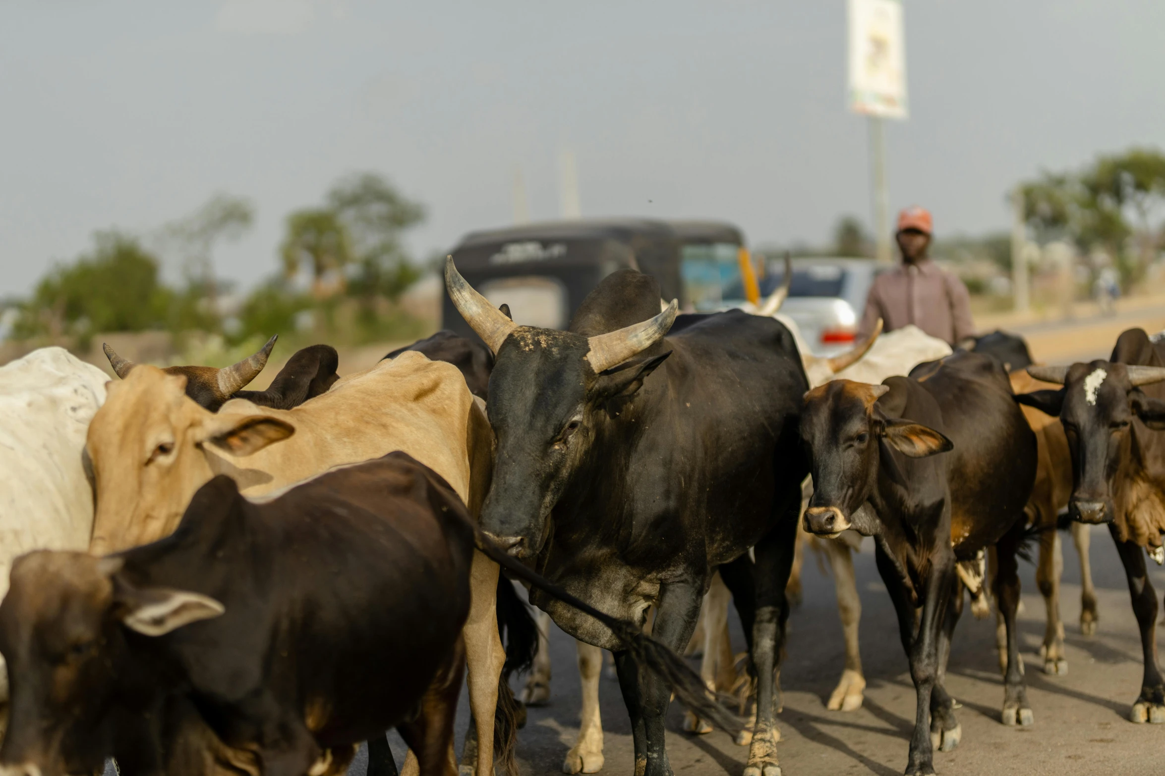 cows with heads down on the side of a busy street