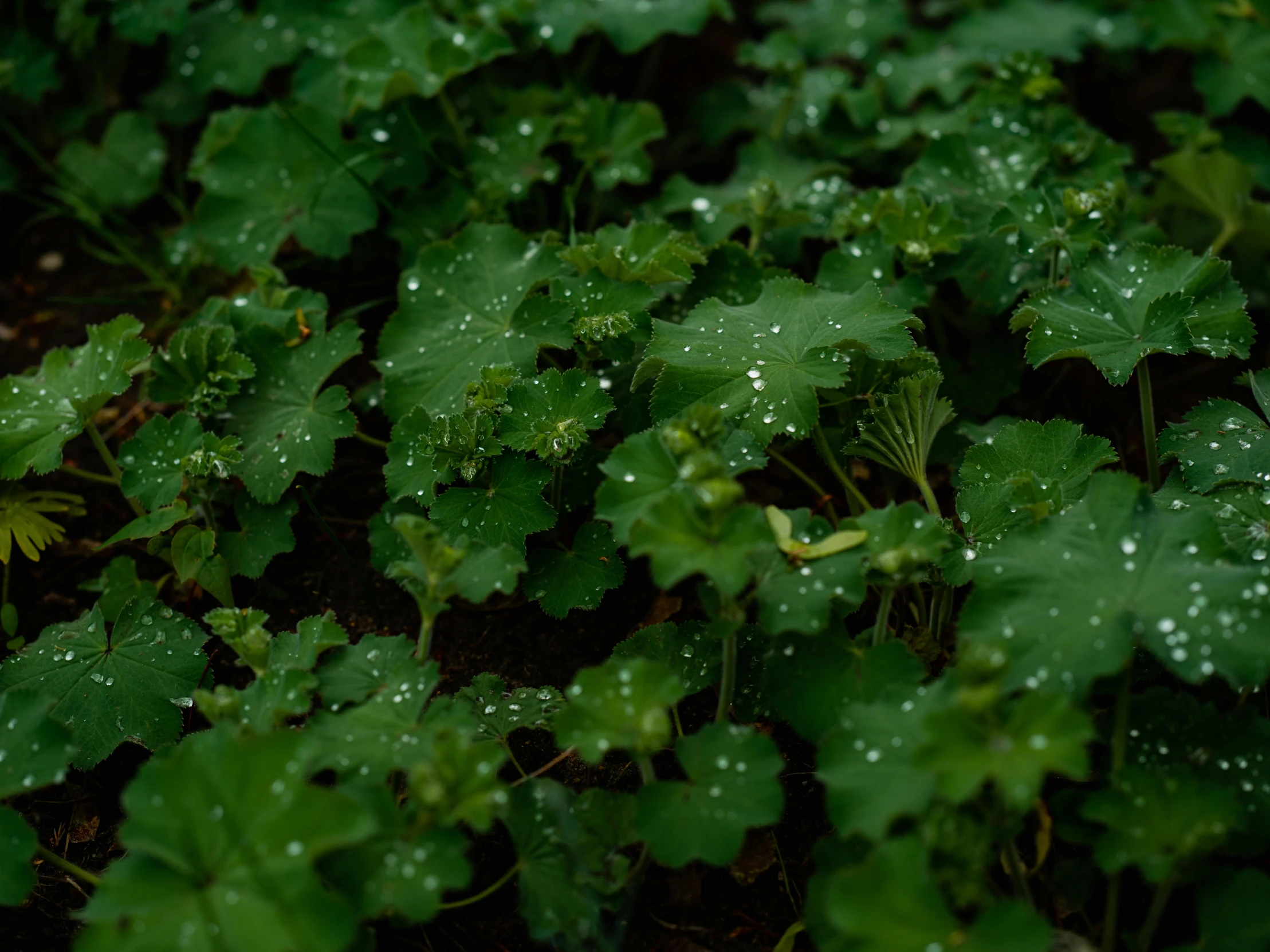 wet green leaves, with drops of dew