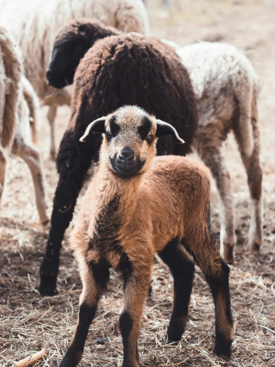 a lamb is standing in front of two other sheep