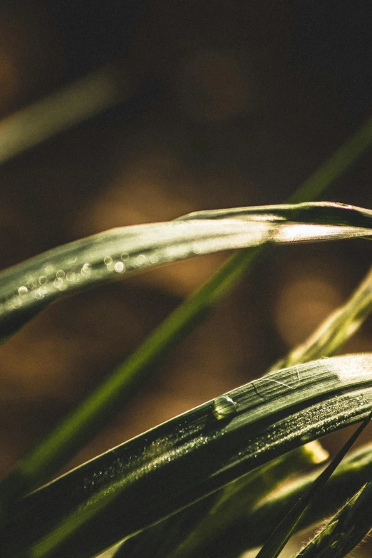 a close - up po of a plant with water droplets