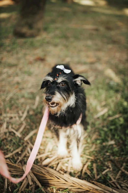 a small dog on grass with pink rope around it