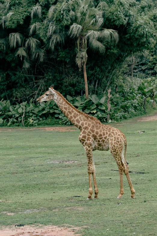 a giraffe is standing in the grass next to some trees