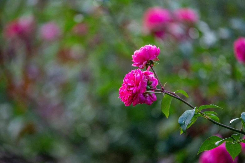 a pink flower is growing near green foliage