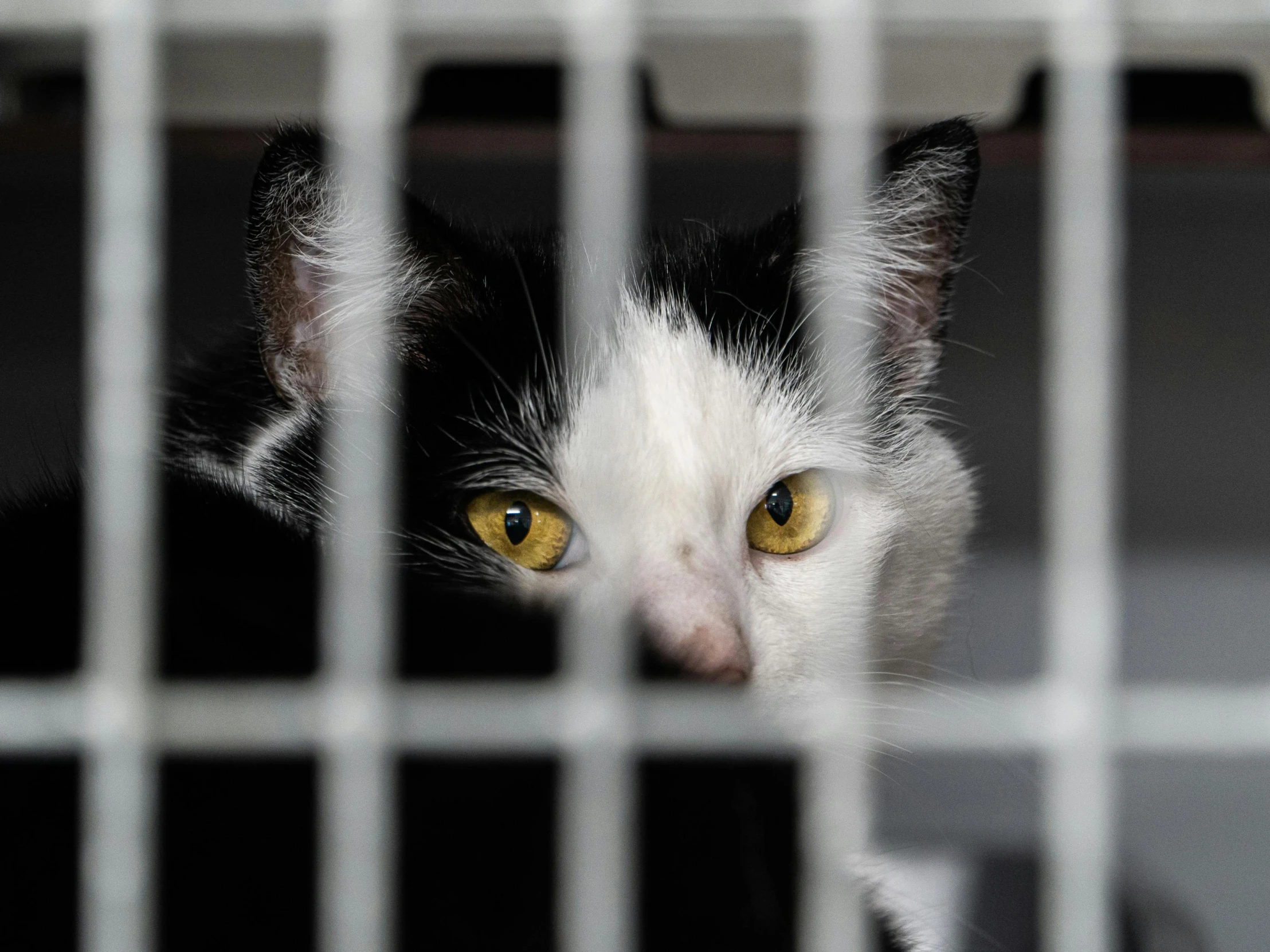 a black and white cat with yellow eyes sitting in a cage