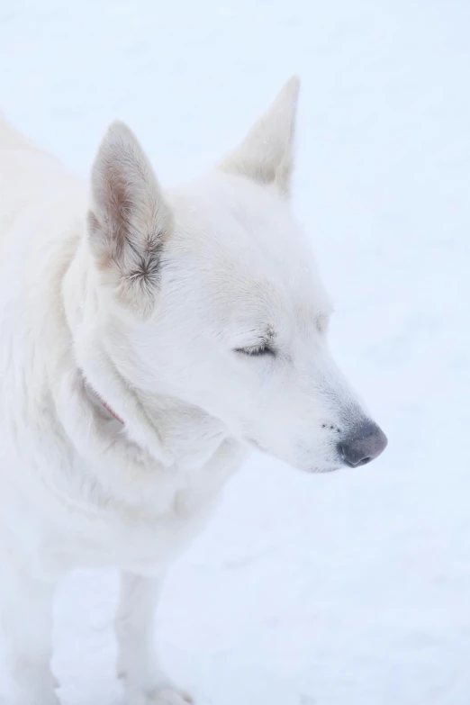 the white dog is standing out in the snow