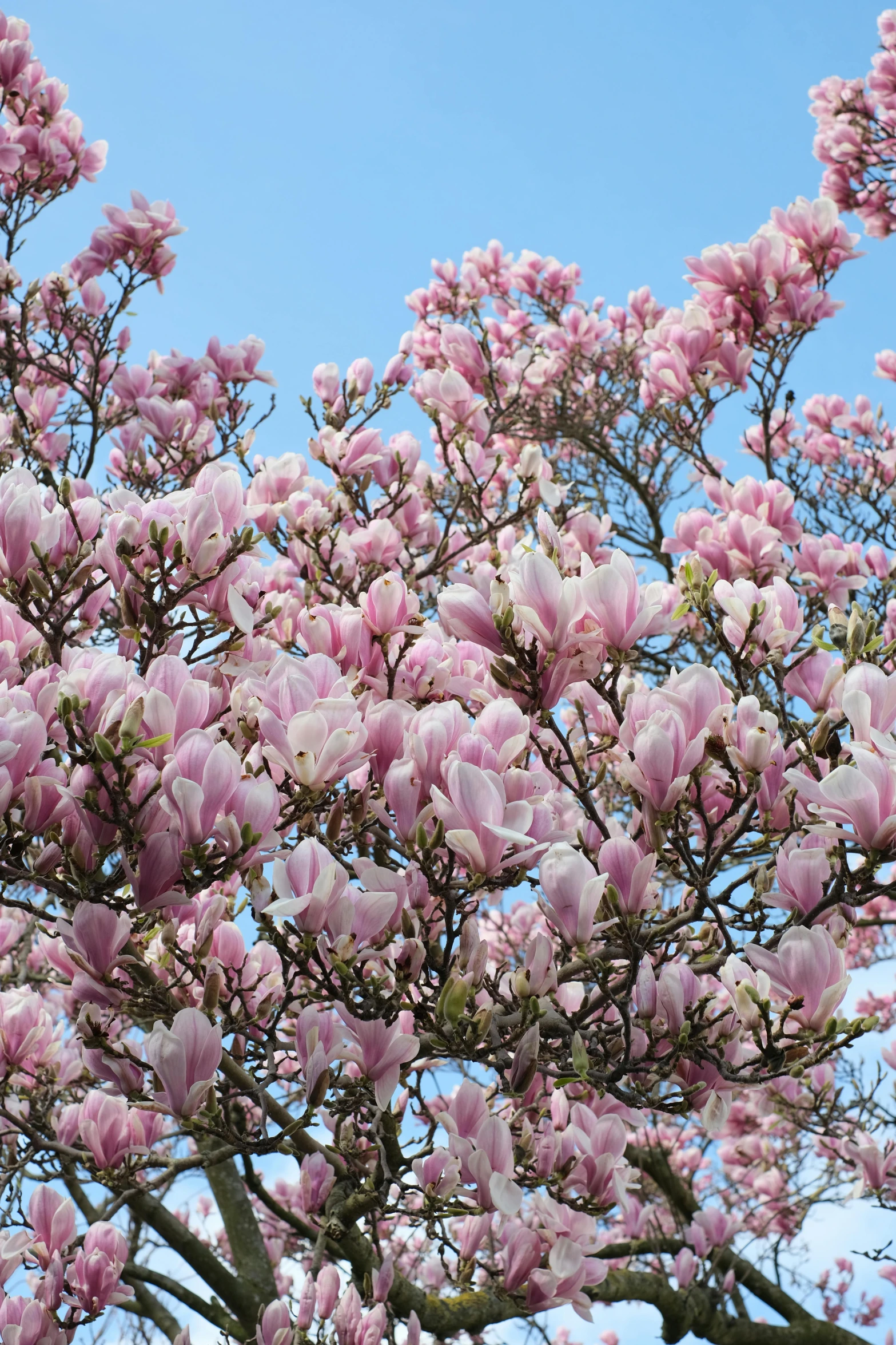 a pink flower tree with a bird in it