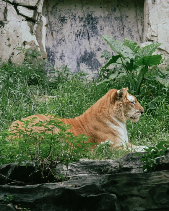 a large orange tiger sitting in the grass by some rocks