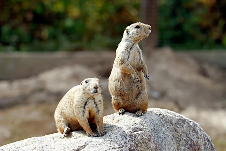 the baby meerkat is sitting on the rocks and watching