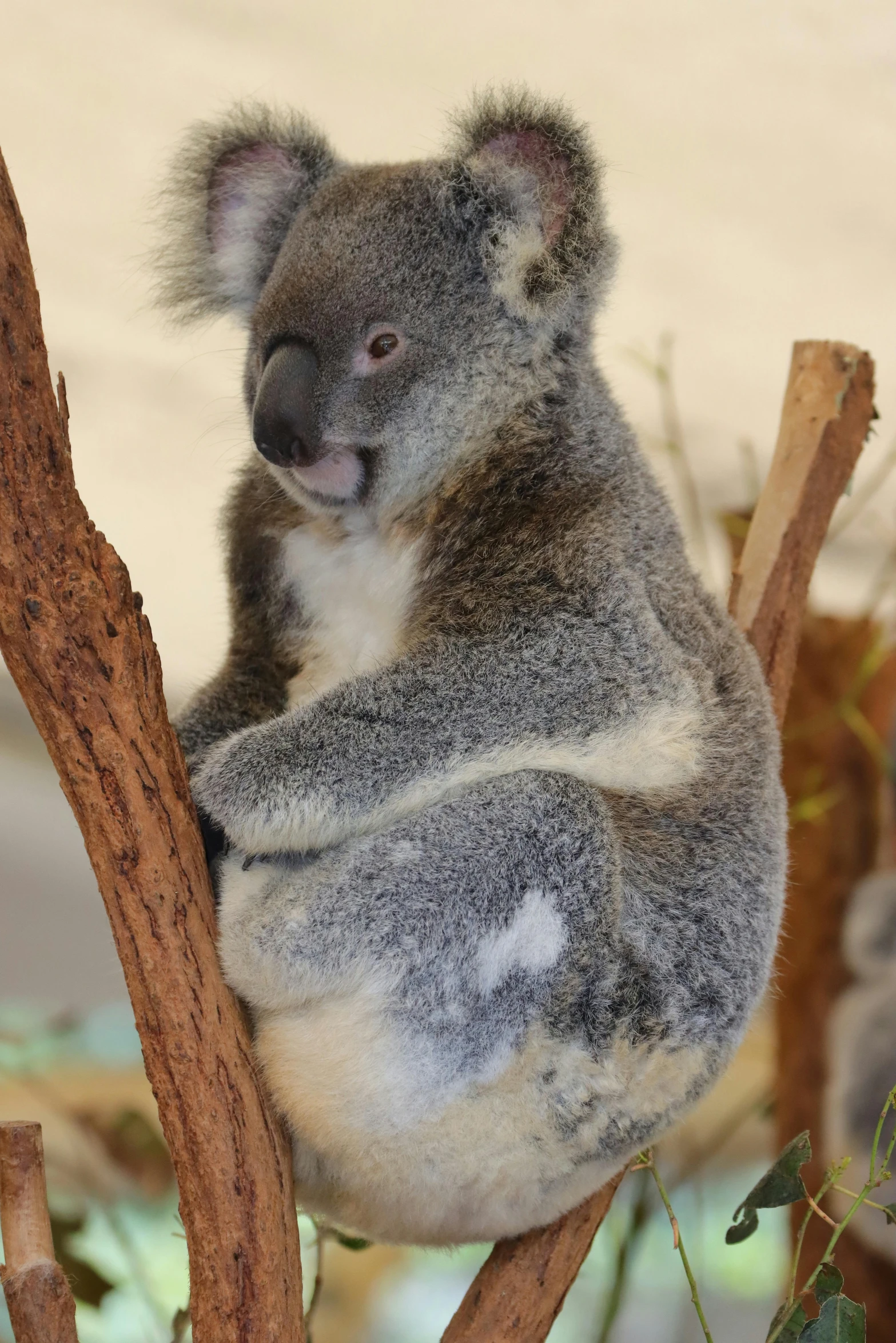 a koala bear sits on a tree nch