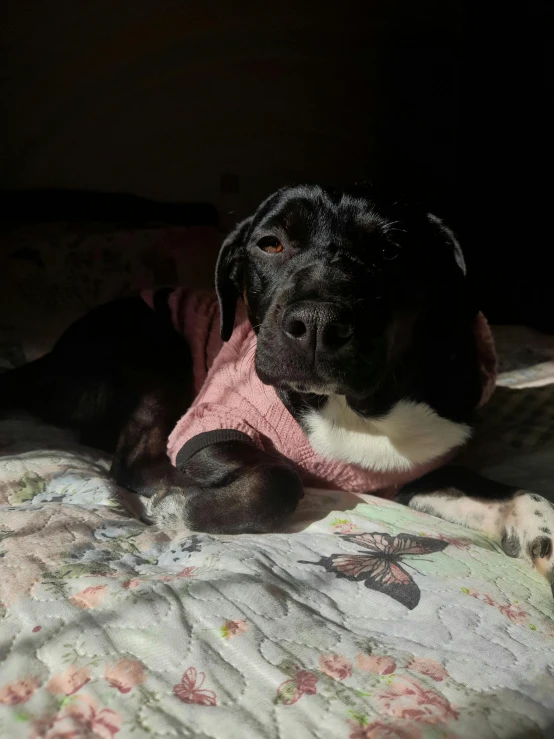 a small black dog is laying on a bed