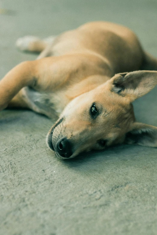 a brown dog laying on top of the floor