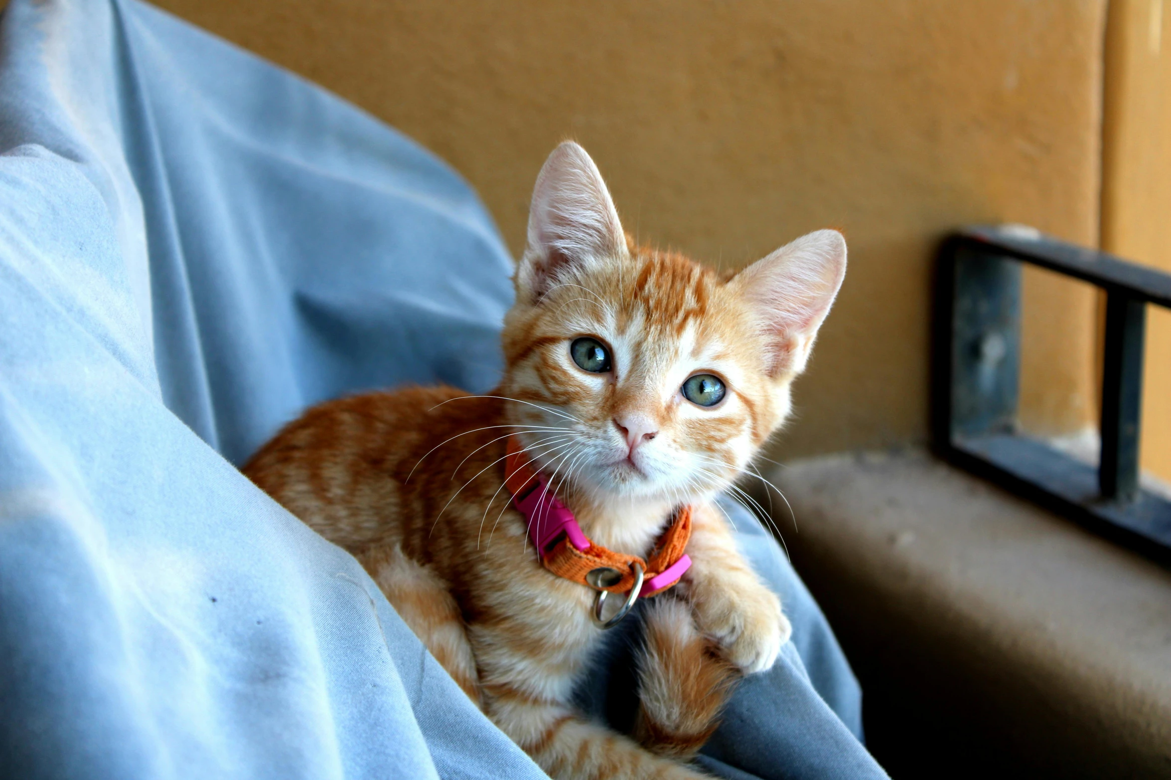 a cat sitting in the corner, holding on to a pillow