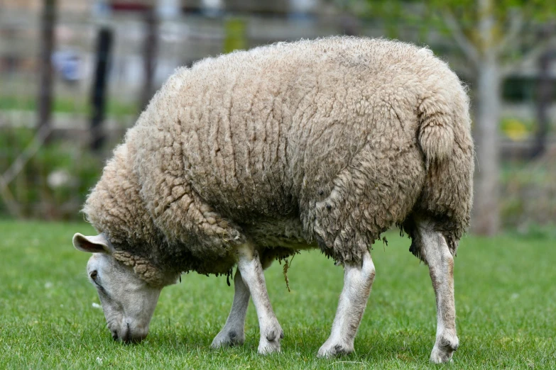 a white sheep with brown markings standing on grass
