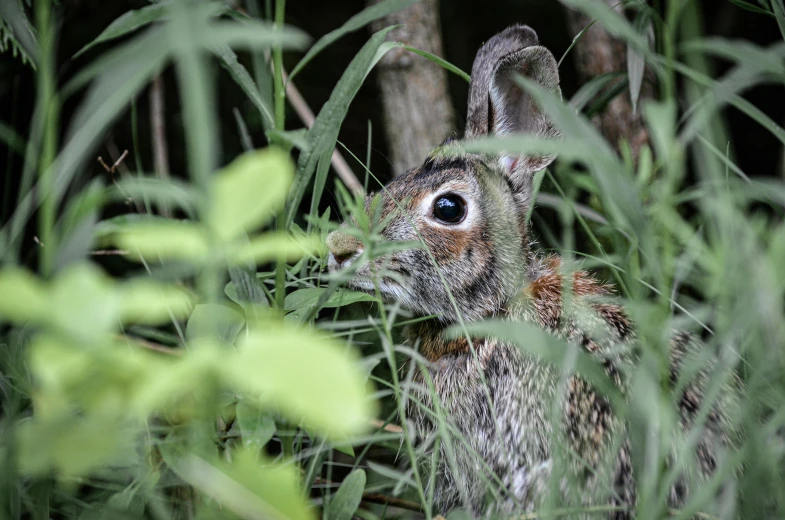 an animal stands in tall green grass