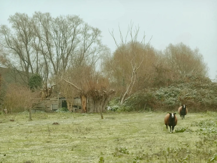 a couple of sheep stand in a field by an old barn