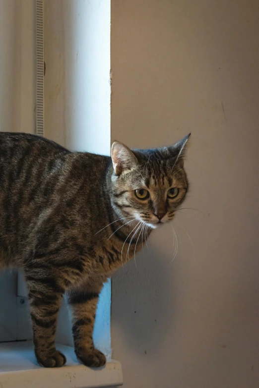 a cat standing on the ledge of a window sill