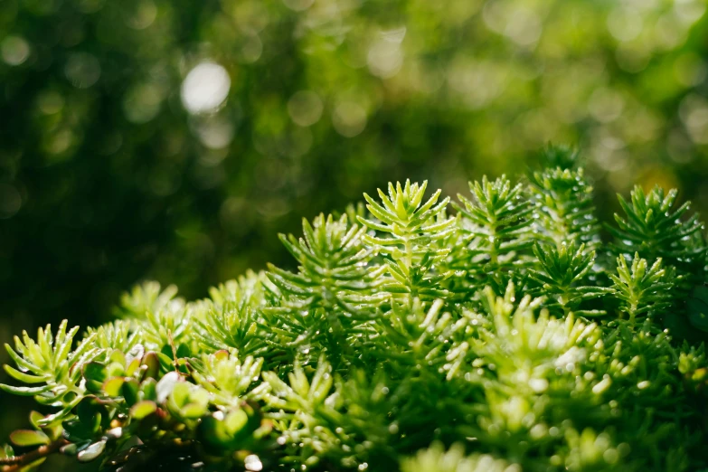 a close up of green leaves and leaves of a tree