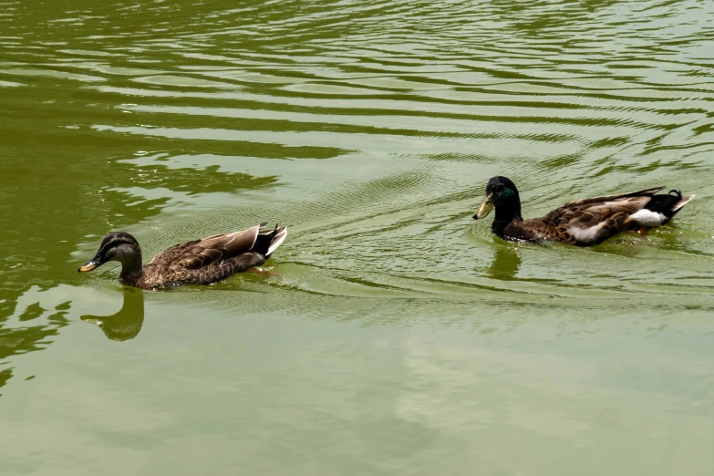 three ducks are floating in the green lake