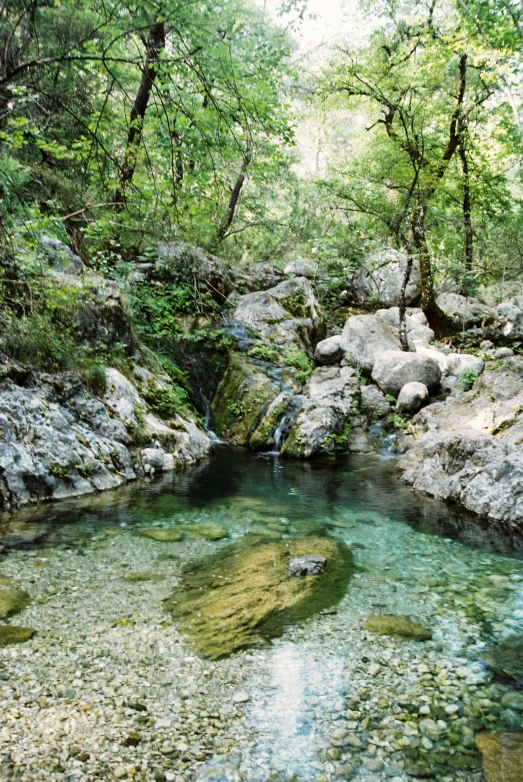 a creek in the woods with rocks on the ground