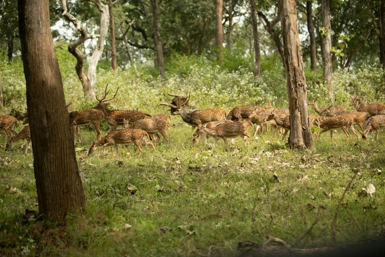 a herd of deer standing on top of a lush green field