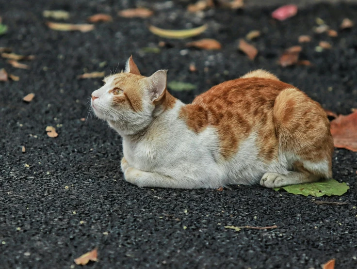 the orange and white cat is sleeping on the ground