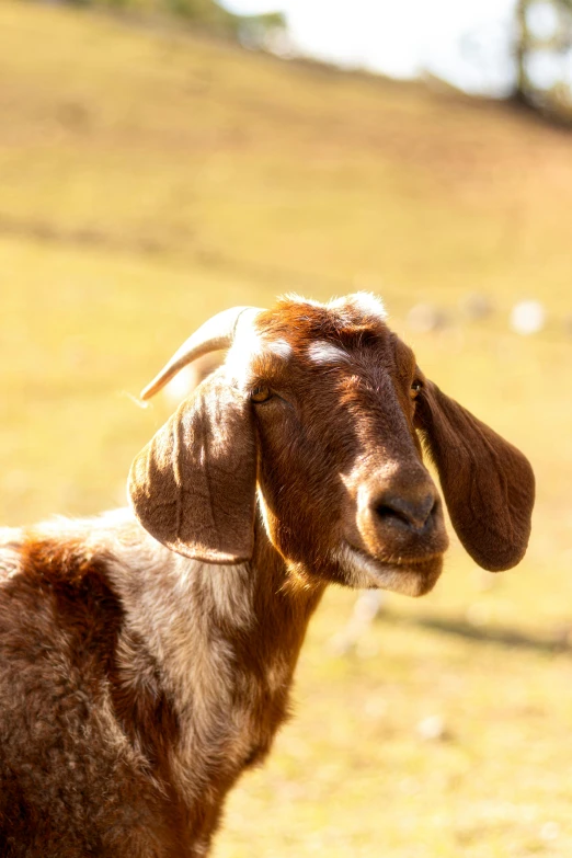 an animal is standing in the grass with a blurry background