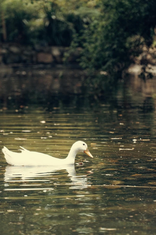a white duck swimming in the water