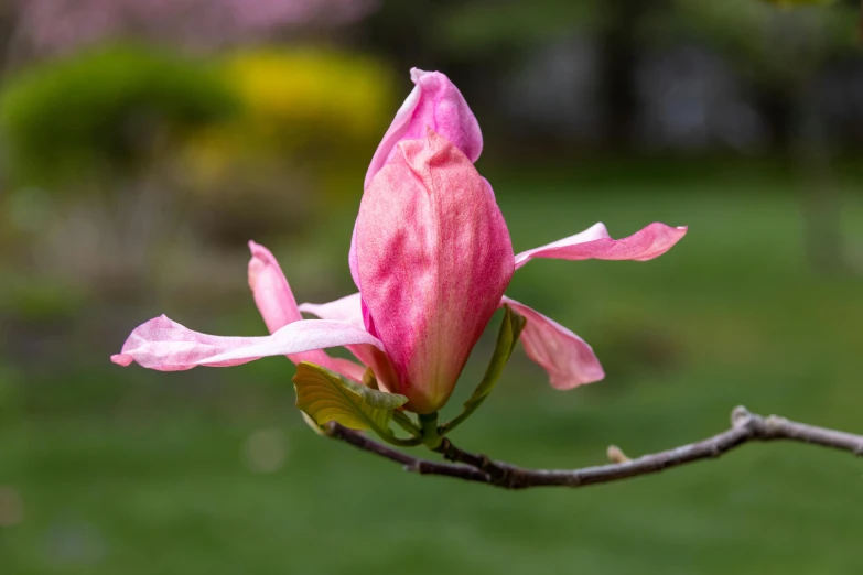 the blossom is pink and there are pink flowers