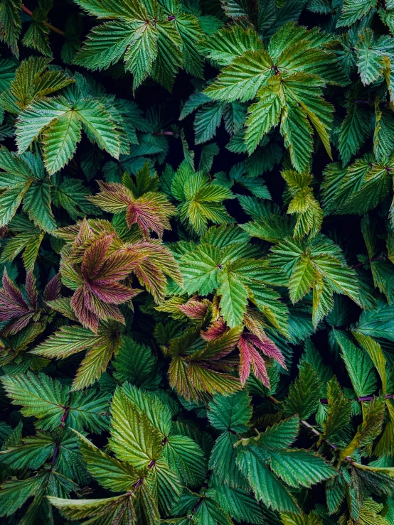 the top view of green leaves with yellow highlights