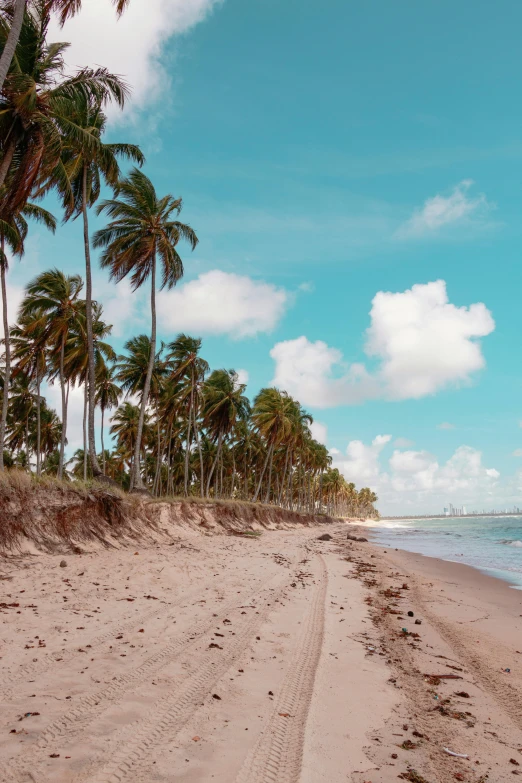 a beach with palm trees on the shore