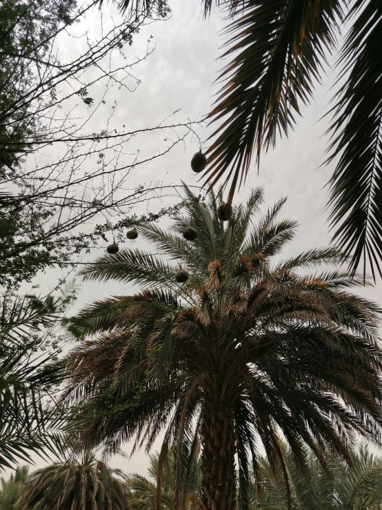 palm tree outside of city building in rural area