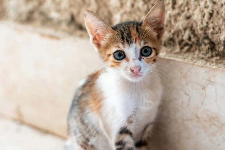 a small cat sits next to a wall with big eyes