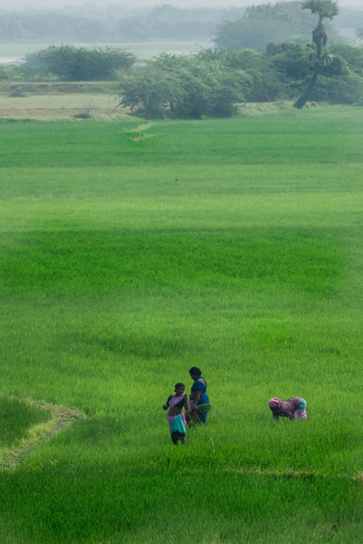 two children and three sheep in green, green, grassy field