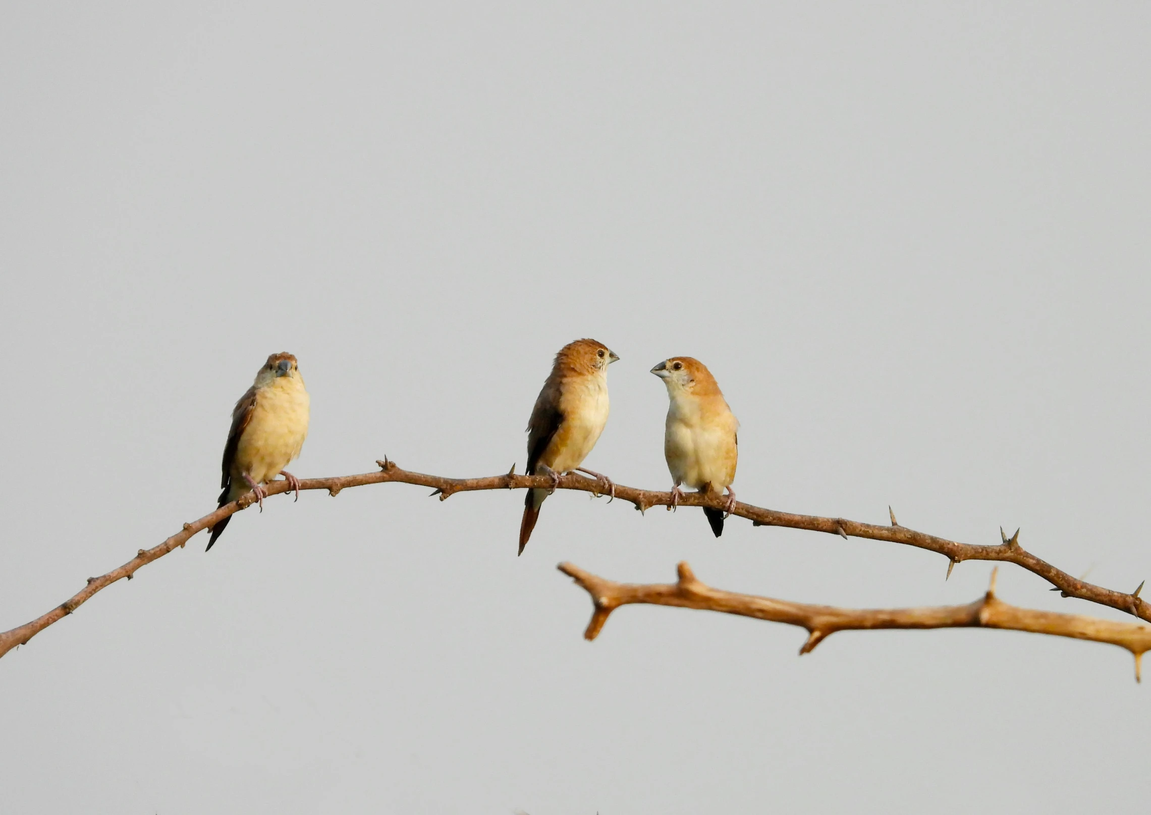 three birds sitting on top of a nch with a sky background
