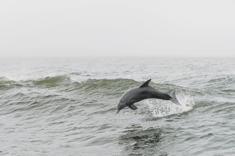 a dolphin jumping from the water into the air