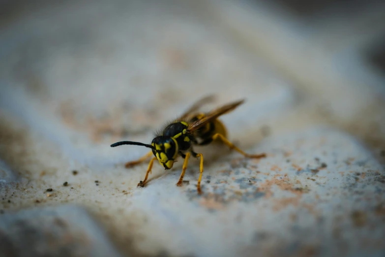 the yellow bee is sitting on the dirty surface