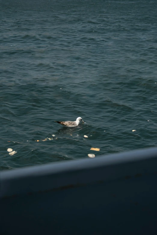 the seagull is on the water with the trash in the background