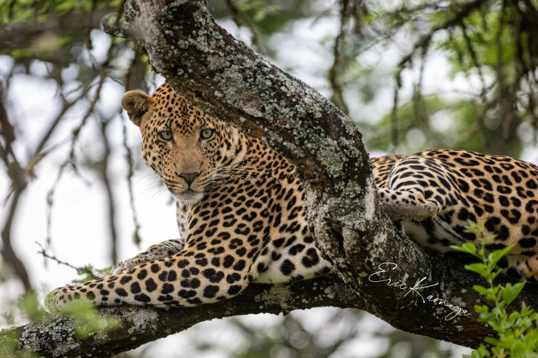 the leopard is on the tree limb that is very large