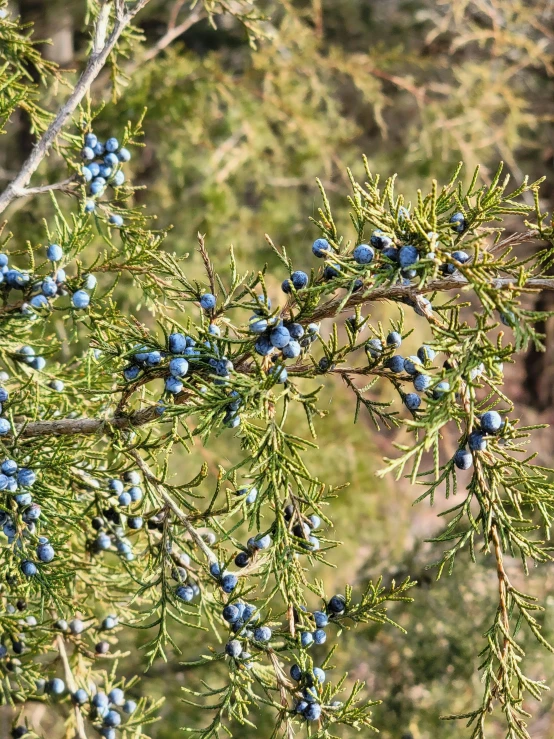 an image of blue berries growing on a tree