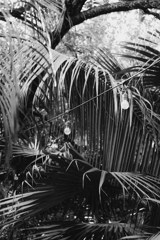 black and white po of the inside of a tree