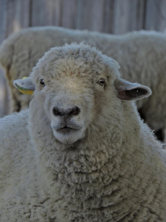 some white sheep with yellow ears near a wooden fence