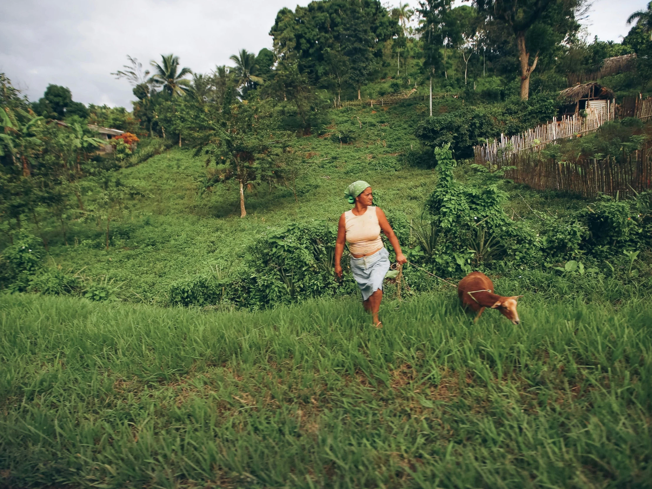 a person that is walking in the grass near some animals